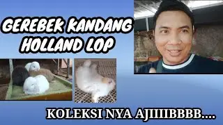 GEREBEK KANDANG KELINCI  HOLLAND LOP, KOLEKSI NYA AJIIIBBBBB,,,,