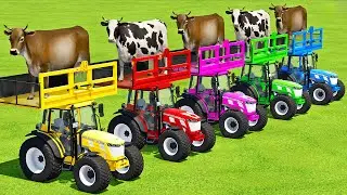 TRANSPORTING COWS WITH MASSEY FERGUSON TRACTORS & MERCEDES TRUCKS - FS22