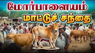 MORPALAYAM COW MARKET | #veejaylifestyle #cow #cowvideos #farming 