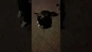 Вислоухая серебристая кошечка на улице.