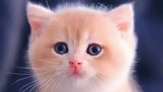 baby kitten and cats viral videos | cute kitten and cats animals videos