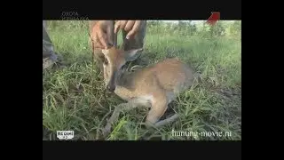 Hunting Eland in Tanzania