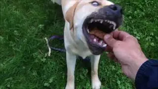 056BroD Caught In The Act JAWS! Crazy Lab! The Daily Bro D Episode 23