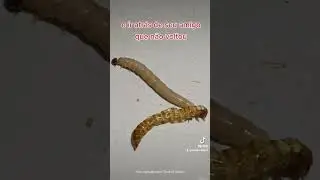O SonicFlix - Episódio 18