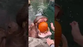Hippos Crunching Pumpkins for Halloween - Cincinnati Zoo