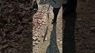 УССУРИ  ЛЕНОК.