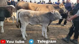 Andijon Shaxrixon Xoldanbek Choja Mol Bozori Narxlari Bugun Qanaqa Bo'ldi 🤔