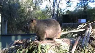 Trip to Taronga Western Plains Zoo and Coonabarabran