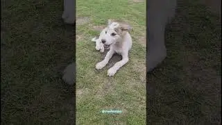 Cute puppy 🥰🐕 || dog 🐕|| animal lovers ❤️#shorts #viral#dog#ytshorts