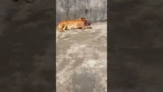 I thought my dog was dead ，at least cried for nothing.
