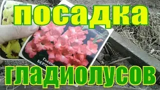 ГЛАДИОЛУСЫ.ВЫСАДКА ЛУКОВИЦ.