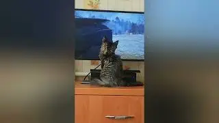 Мейн-кун смотрит других блогеров :). Смотрим 