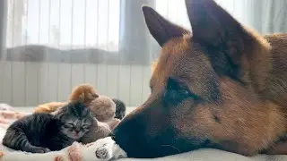 German Shepherd Wakes Up Newborn Tiny Kittens