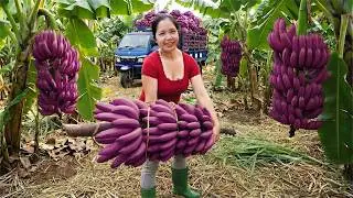Harvesting Rare Purple Bananas – Buyers Were Shocked at the Market! 🍌💜🔥