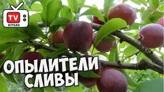 Почему не плодоносит слива? 🌟 Какие типы сливы опыляются между собой? 🌟 Обзор hitsadTV