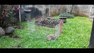 Rabbit jumps over fences