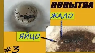 Новая попытка завести муравьиную колонию. ОПЯТЬ МУРАВЬИ С ЖАЛОМ. Новый розыгрыш