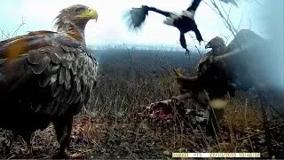 Great Eagles (ERNE): a trail camera shot a collision of rare birds of prey / REAL animals