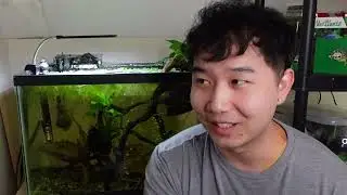[1 Year] NO WATER CHANGE | Endler's Livebearer Breeding Project