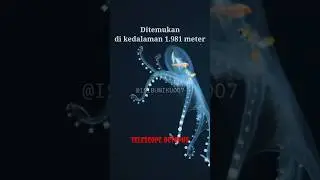 Apakah nyata??? makhluk Palung mariana 