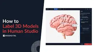 How to Label 3D Models in Human Studio