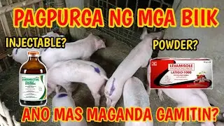 POWDER O INJECTABLE? ANO MAS MAGANDANG PAMURGA SA BIIK?|MANGUNGUMA TV