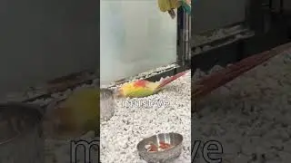 Do You Think This Bird Is Special?