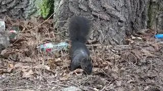 SONY FDR-AX43A 4k  Squirrel