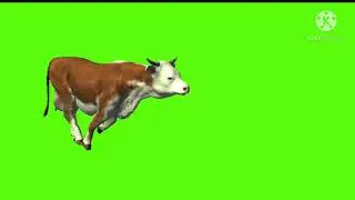Cow running green screen //green screen cartoon character/green screen