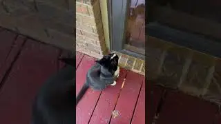 Silent Meows