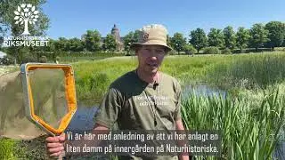 Vilka  insekter och djur finns i dammen i Bergianska trädgården?
