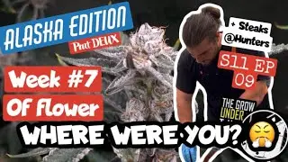S11 EP09:  Week #7 of flower and some STEAKS at Hunters - growing weed in Alaska under SPIDER FARMER