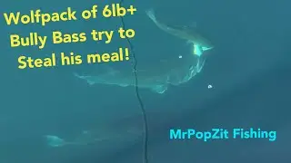 Wolfpack of 6lb bully bass emerge from the depths and try to strip this 2lber’s meal. Almost got em!