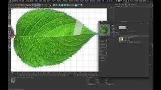 Cinema4D S22 : Modeling a Simple Leaf + ChanLum Shader