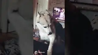 нежная хаски Ингрид просит ласки