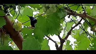 Sparrow enjoying grapes...