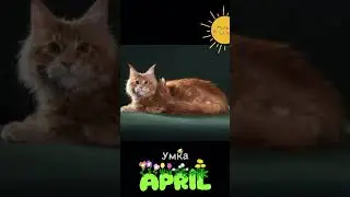 Если в доме рыжий кот - солнце будет круглый год! Мейнкун Умка (д.р.04.11.23) готов дарить позитив