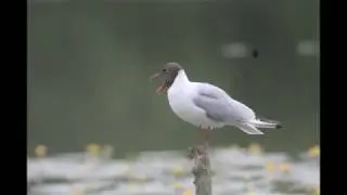 noc żab - blinów szastarka