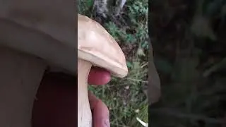 ✔Первый белый гриб🌳🍄✔  #deeprussia #mushroom #грибы