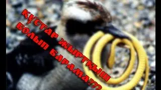Жәндік қоректілер жыртқыш болып барама? Жәндіктер түгелдей жойылса...