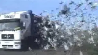 Releasing into the Wild a Truck Full of Pigeons