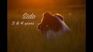 Border Collie Sido | 3 & 4 years