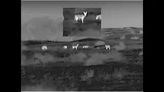 WOLF HUNTING in Kalmykia. A MATURE WOLF LEADS A PACK TO THE BAIT! WOLF HUNTING