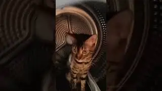 постирали кошку