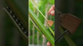 Wonderful Slingshots With Bamboo 