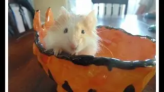 R.I.P Lulu