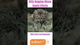 Kitty Begging Meow Sound Effects 