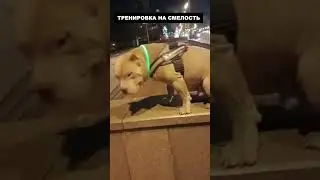 Американский булли тренировка на смелость