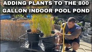 ADDING PLANTS TO THE 800 GALLON INDOOR POOL POND