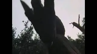 Dino Feet Compilation - (The Last Dinosaur 1977)